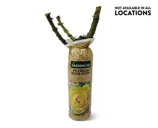 Aldi Gardenline Rose Bush