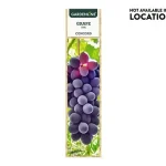 Aldi Gardenline Grape Vine