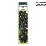 Aldi Gardenline Blackberry Plant