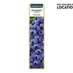 Aldi Gardenline Blueberry Bush