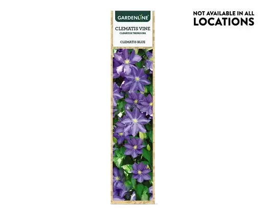 Aldi Clematis Plant
