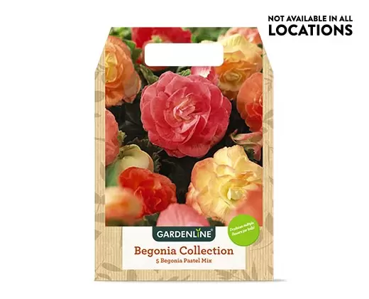 Aldi Garden Flowers