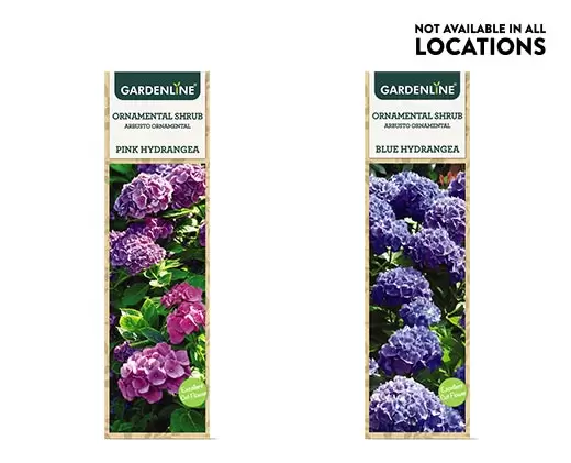 Aldi Plants