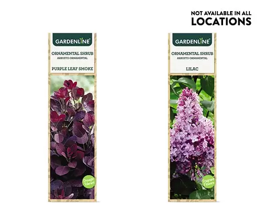 Aldi Ornamental Shrubs